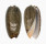 OLIVIDAE OLIVA ELEGANS shell