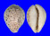 CYPRAEIDAE CYPRAEA TIGRIS PARDALIS shell