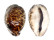 CYPRAEIDAE CYPRAEA TIGRIS shell