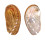 HALIOTIDAE HALIOTIS ASININA shell