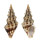 TURRIDAE CLAVUS FLAMMULATUS shell
