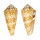 CONIDAE CONUS THOMAE shell