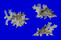 XENOPHORIDAE XENOPHORA PALLIDULA shell