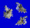 XENOPHORIDAE XENOPHORA PALLIDULA shell