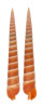 TEREBRIDAE TEREBRA ALBOMARGINATA shell