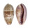 CYPRAEIDAE ERRONEA WALKERI WALKERI VIOLA shell