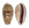 CYPRAEIDAE ERRONEA WALKERI WALKERI VIOLA shell