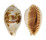 CYPRAEIDAE ERRONEA PULCHELLA PERICALLES shell
