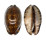 CYPRAEIDAE MAURITIA ARABICA shell