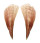 PINNIDAE PINNA aff. MURICATA shell