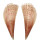 PINNIDAE PINNA aff. MURICATA shell