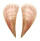 PINNIDAE PINNA aff. MURICATA shell