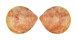 CARDIIDAE ACROSTERIGMA TRANSCENDENS shell