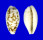 CYPRAEIDAE CYPRAEA COXENI HESPERINA shell