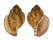 TONNIDAE EUDOLIUM PYRIFORME shell