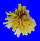 CHAMIDAE CHAMA LAZARUS shell