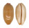 CYPRAEIDAE LURIA ISABELLA GILVELLA shell