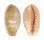 CYPRAEIDAE CYPRAEA CHINENSIS CHINENSIS shell