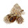 SPONDYLIDAE SPONDYLUS VARIEGATUS shell