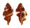 RANELLIDAE CYMATIUM BIBBEYI shell
