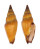 MITRIDAE VEXILLUM VULPECULA shell