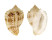 HARPIDAE MORUM WATANABEI shell