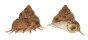 TURBINIDAE BOLMA GUTTATA shell