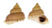 TURBINIDAE BOLMA GUTTATA shell