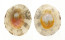 NACELLIDAE CELLANA RADIATA RADIATA shell