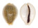 CYPRAEIDAE EROSARIA MILIARIS BONFANTINII shell