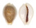 CYPRAEIDAE EROSARIA MILIARIS BONFANTINII shell