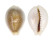 CYPRAEIDAE EROSARIA MILIARIS BONFANTINII shell