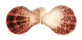 PECTINIDAE SCAEOCHLAMYS SQUAMEA shell