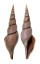 VOLUTIDAE CALLIOTECTUM JOHNSONI shell