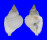 PERSONIDAE DISTORSIO VENTRICOSA shell