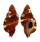 RANELLIDAE SEPTA RUBECULUM shell
