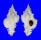 MURICIDAE CHICOREUS BANKSII CROCATUS shell