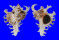 MURICIDAE CHICOREUS RAMOSUS shell