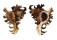 MURICIDAE CHICOREUS RAMOSUS shell
