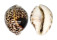 CYPRAEIDAE CYPRAEA TIGRIS IONTHODES shell