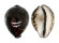 CYPRAEIDAE CYPRAEA TIGRIS shell