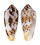CONIDAE CONUS CIRCUMCISUS shell