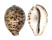 CYPRAEIDAE CYPRAEA TIGRIS shell