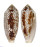 CONIDAE CONUS NUSSATELLA shell
