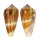 CONIDAE CONUS  METCALFII shell