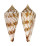 CONIDAE CONUS COMATOSA shell