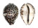 CYPRAEIDAE CYPRAEA TIGRIS shell