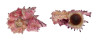 ANGARIIDAE ANGARIA NODOSA shell