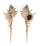 MURICIDAE HAUSTELLUM KIIENSIS shell