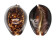 CYPRAEIDAE MAURITIA MAURITIANA shell